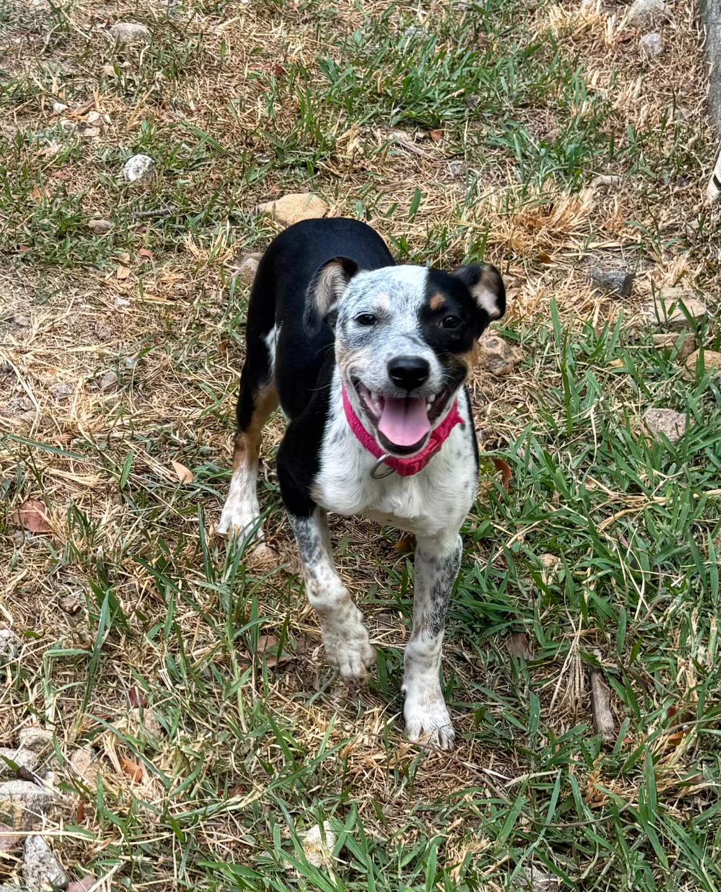 Chiens à adopter
